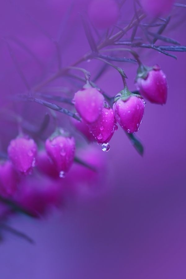 Dew-drop