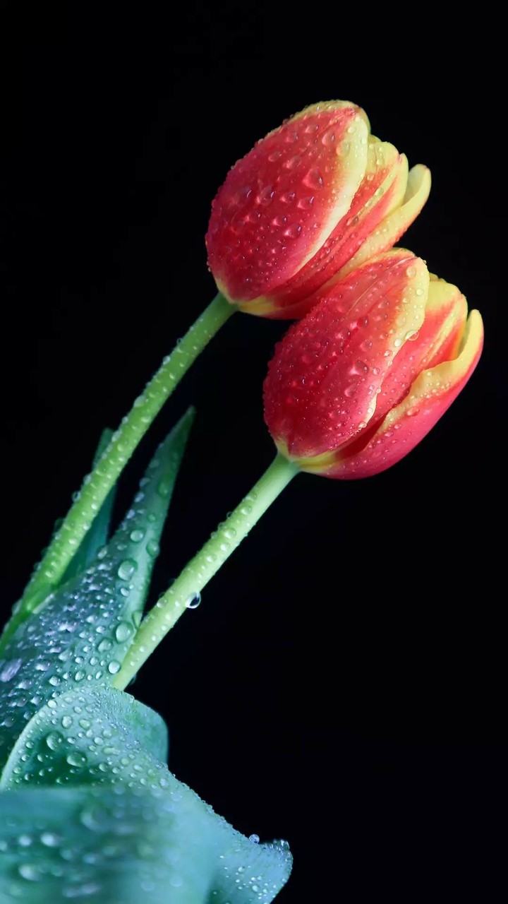 Rose..the simbol of love