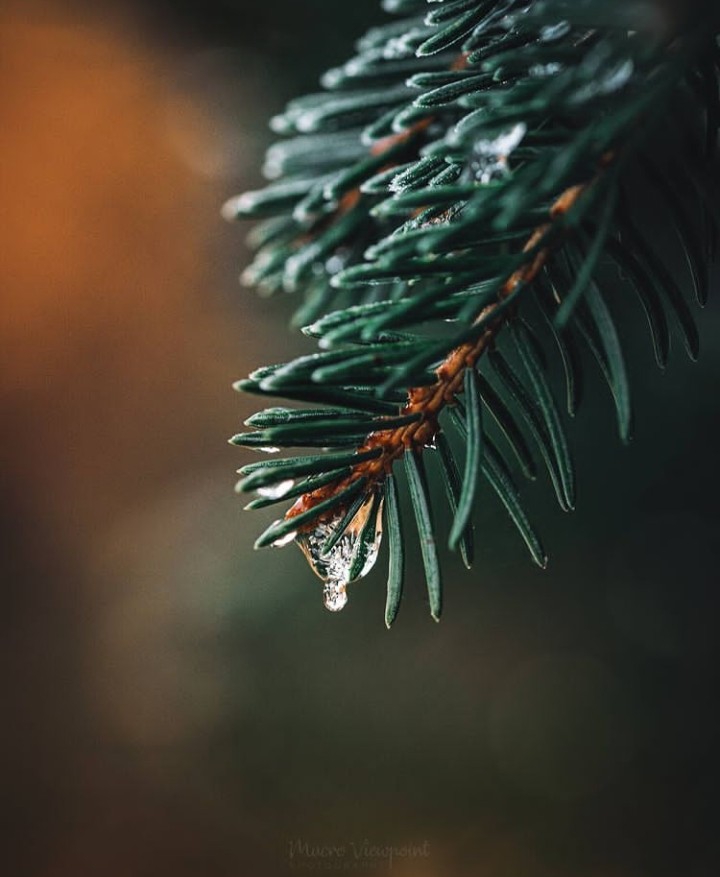 Branch