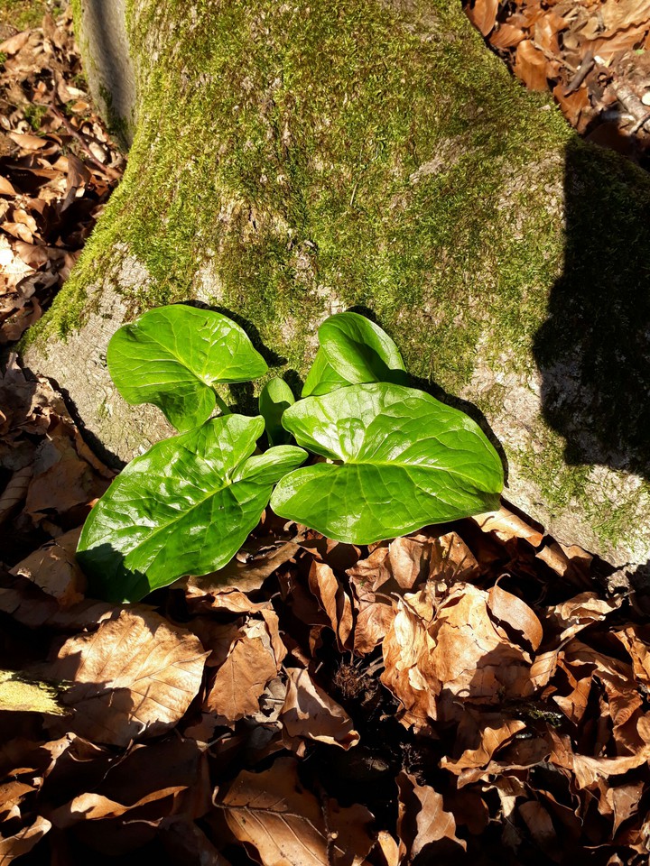 Spring is coming