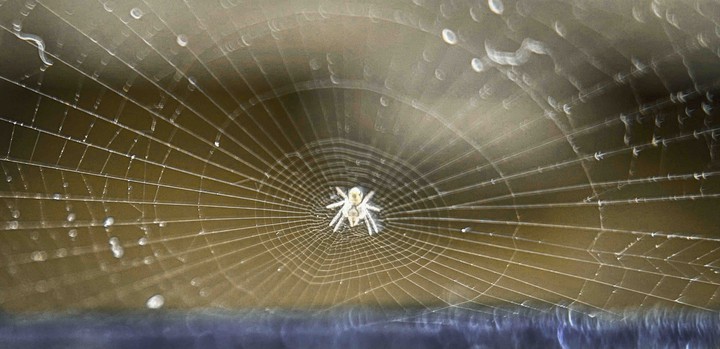 macro
