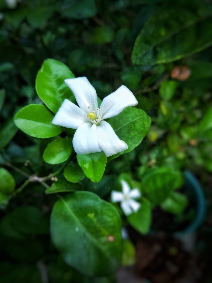 white flower