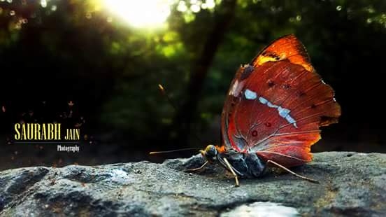 butterfly