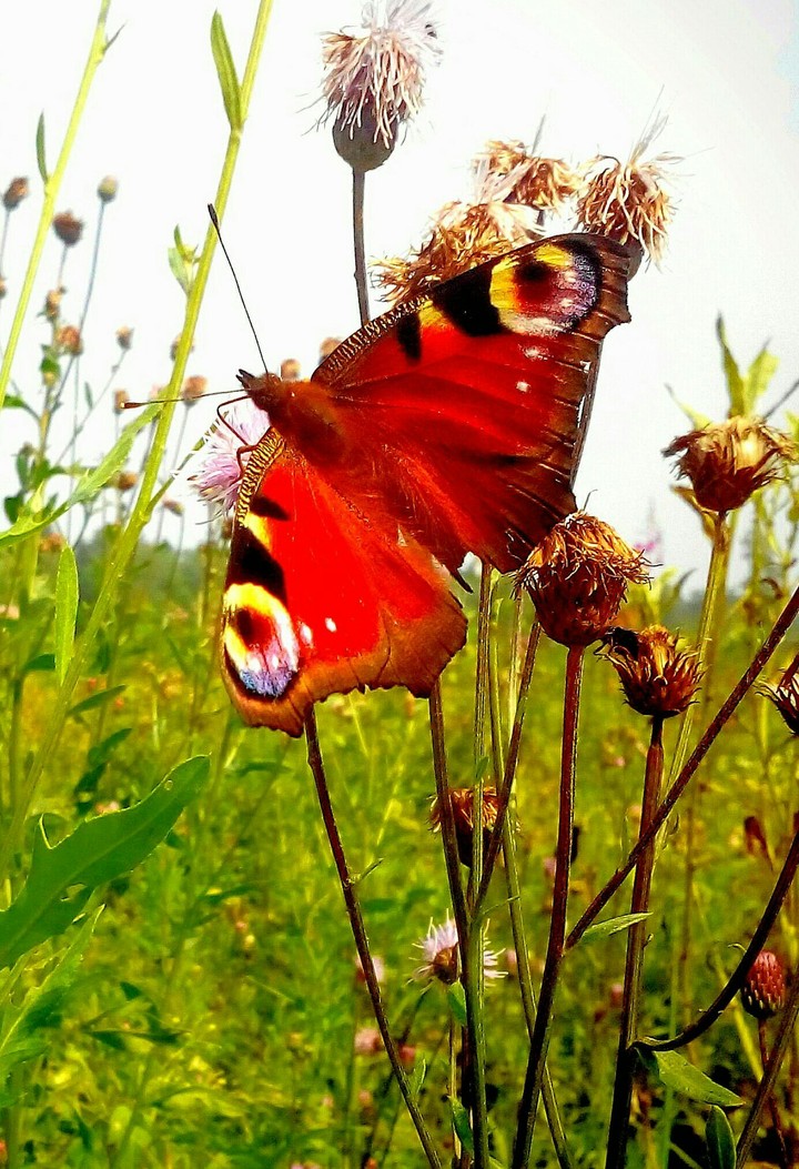 Cute butterfly 