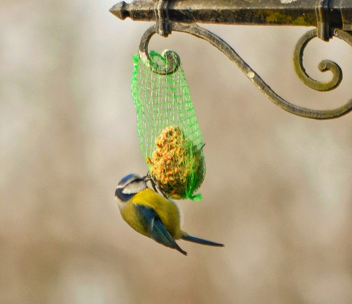 Bird
