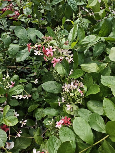 Plant_stem, Perennial_plant, Pedicel