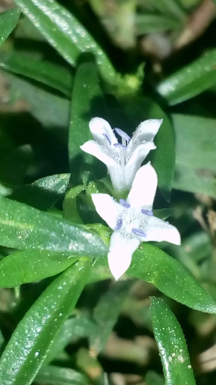 tiny flower