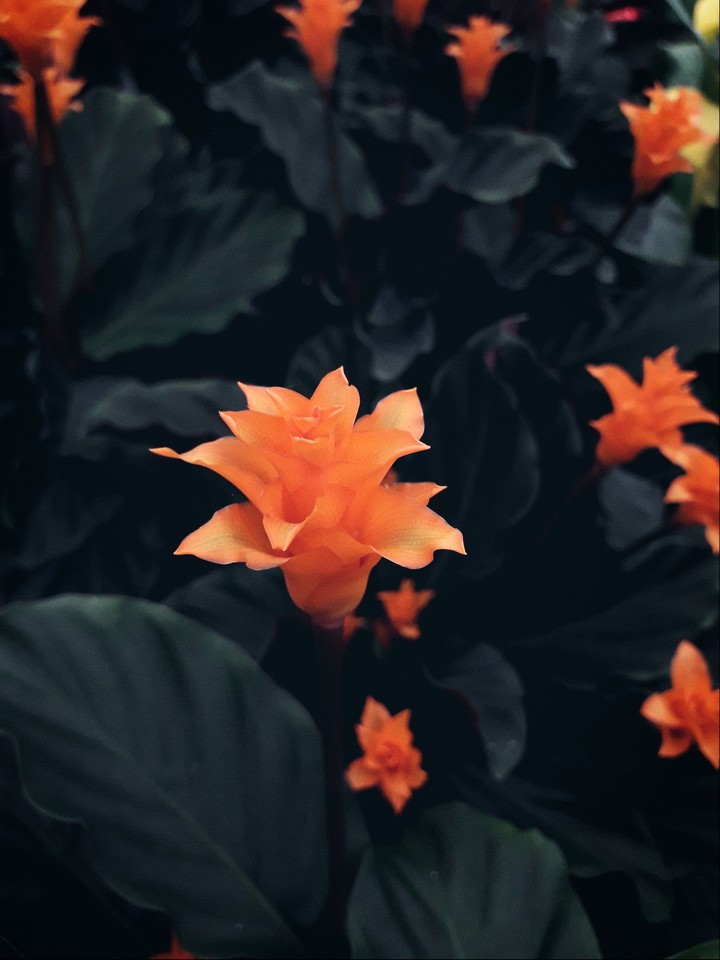 orange