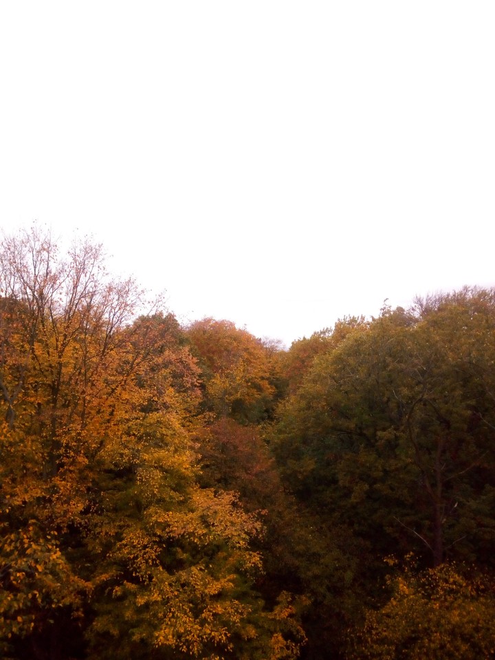 forest in fall