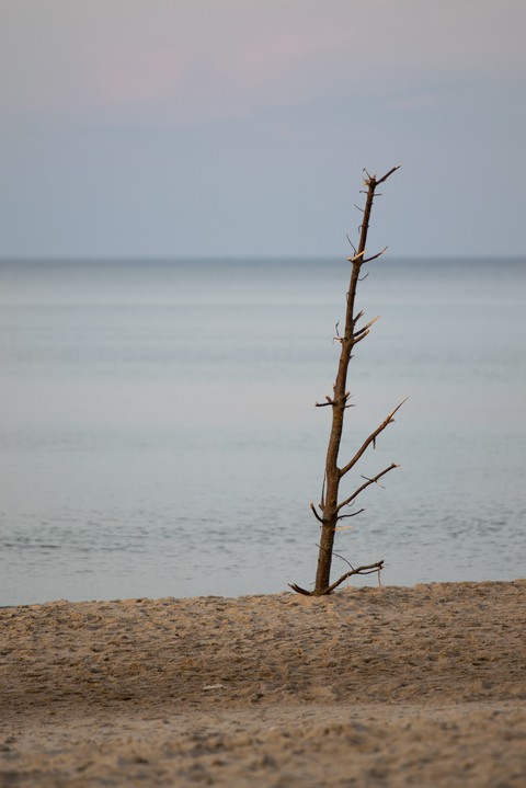 Beach tree