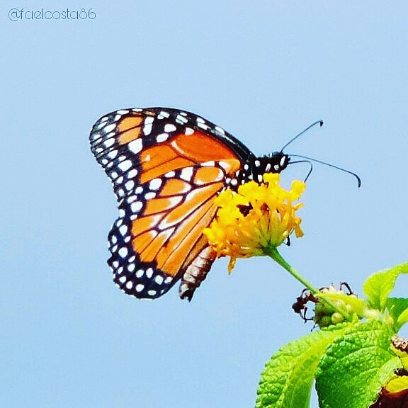 butterfly