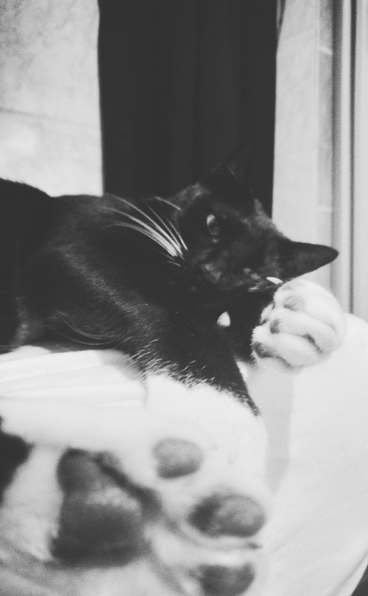 #cat #love #animal
