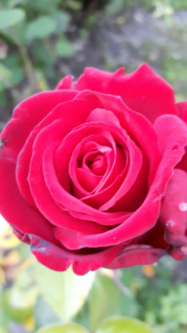 rose