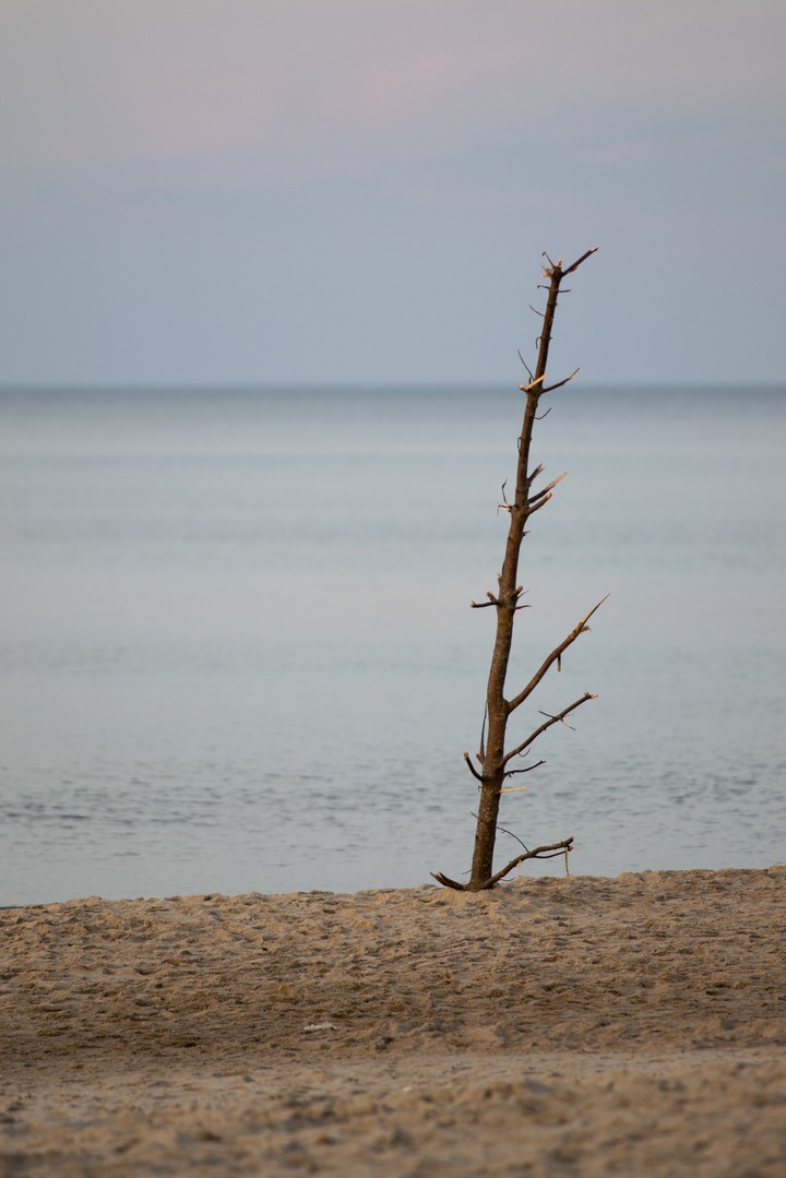 Beach tree