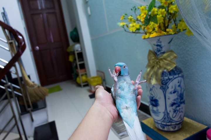 ringneck