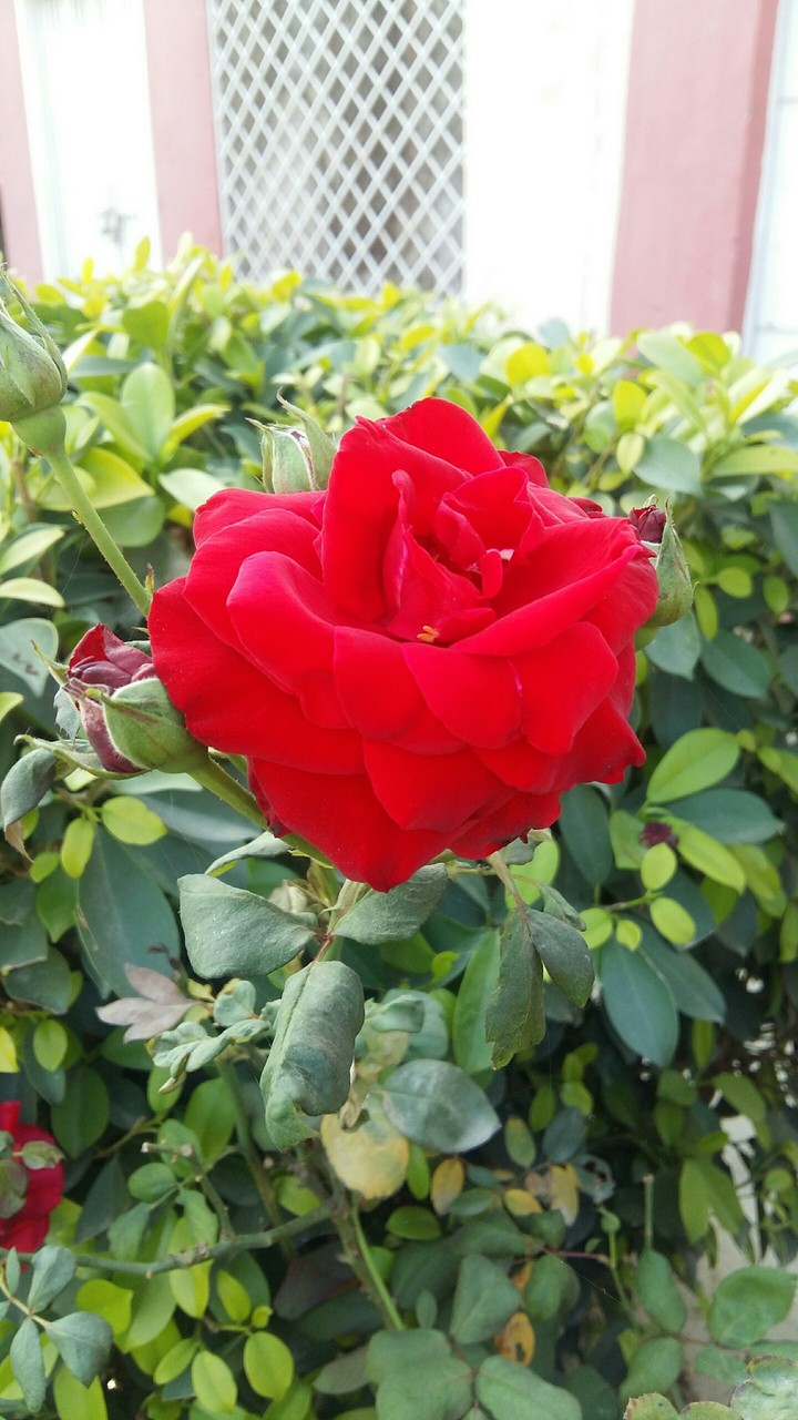 Red roses