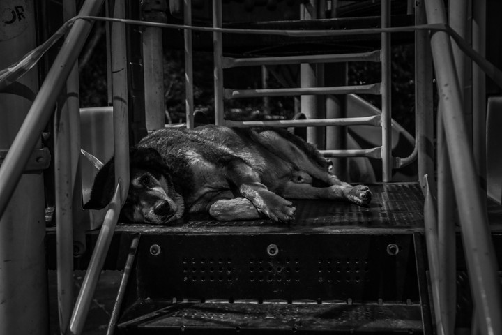 Dog
