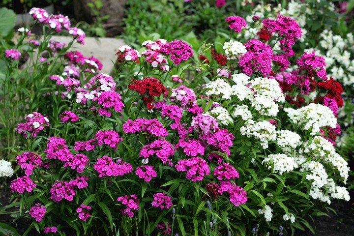 Multicolored carnations