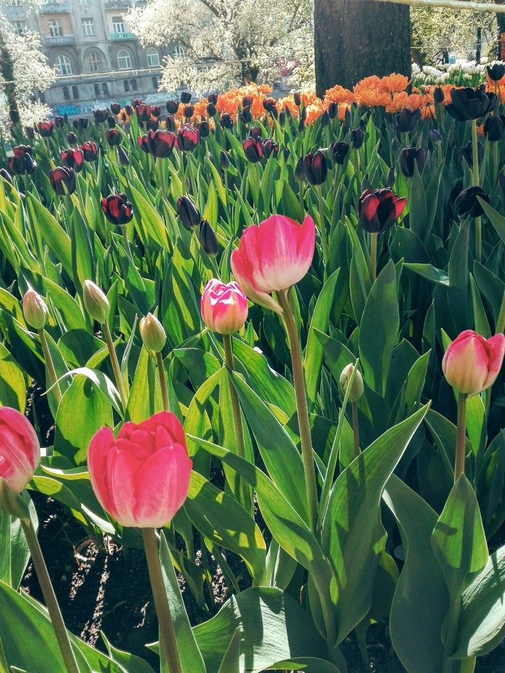 tulips