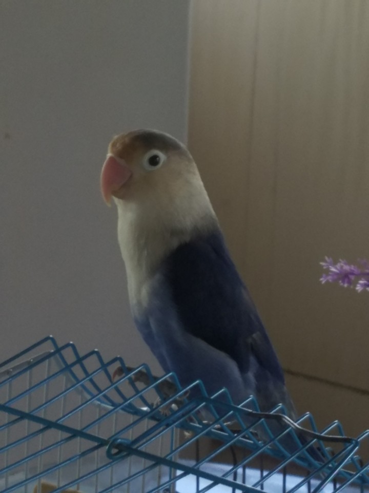 Bony