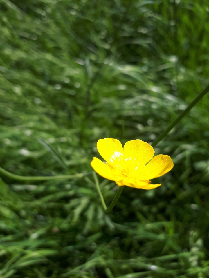 Lonely Flower
