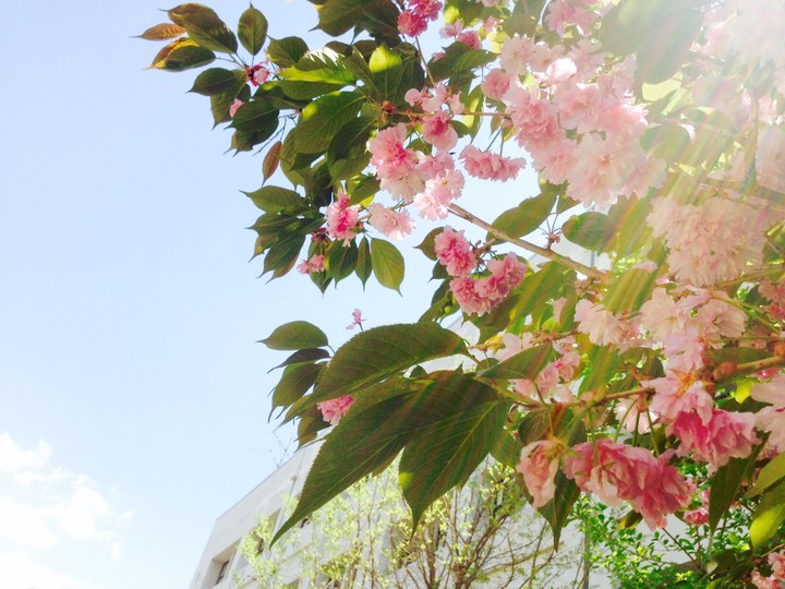 cherry blossom