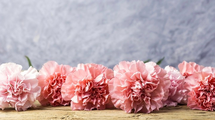 clove pink