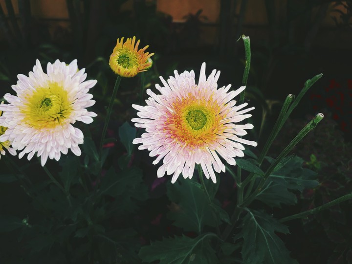 flowra