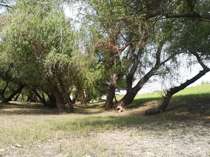 Trees