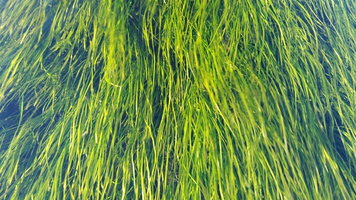 el río / the river