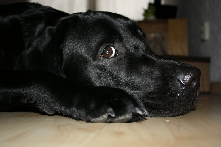 Labrador Retriever