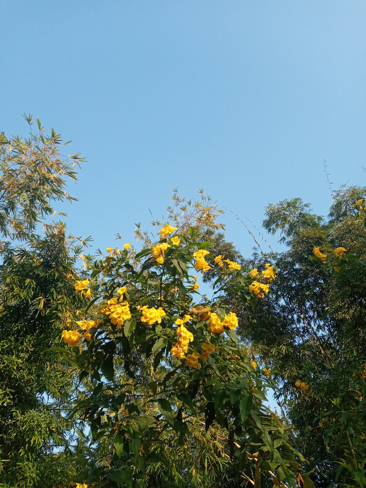 yellow flowers