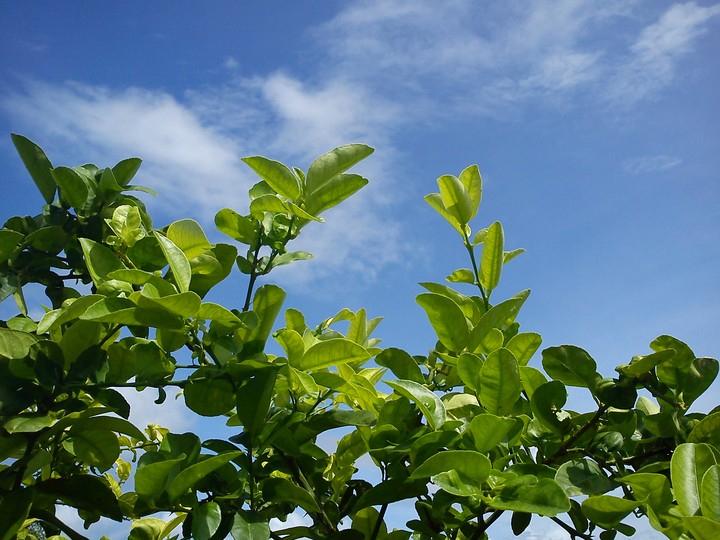 Orange Leaf