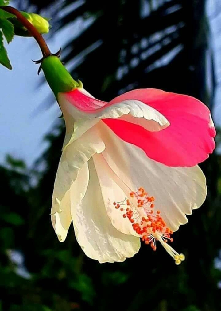 beautiful flower