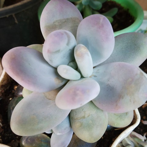 Moonstone succulent