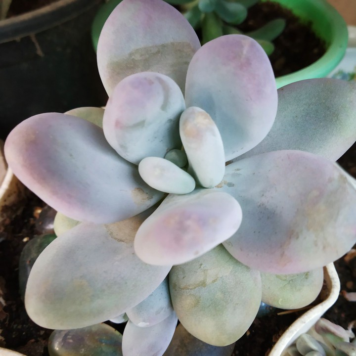 Moonstone succulent