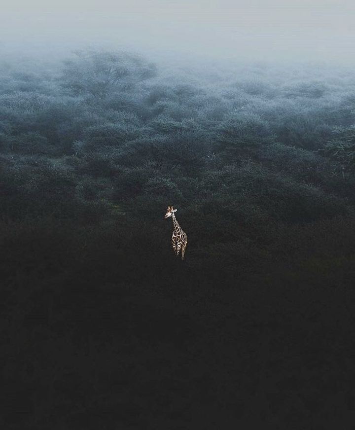 animal
