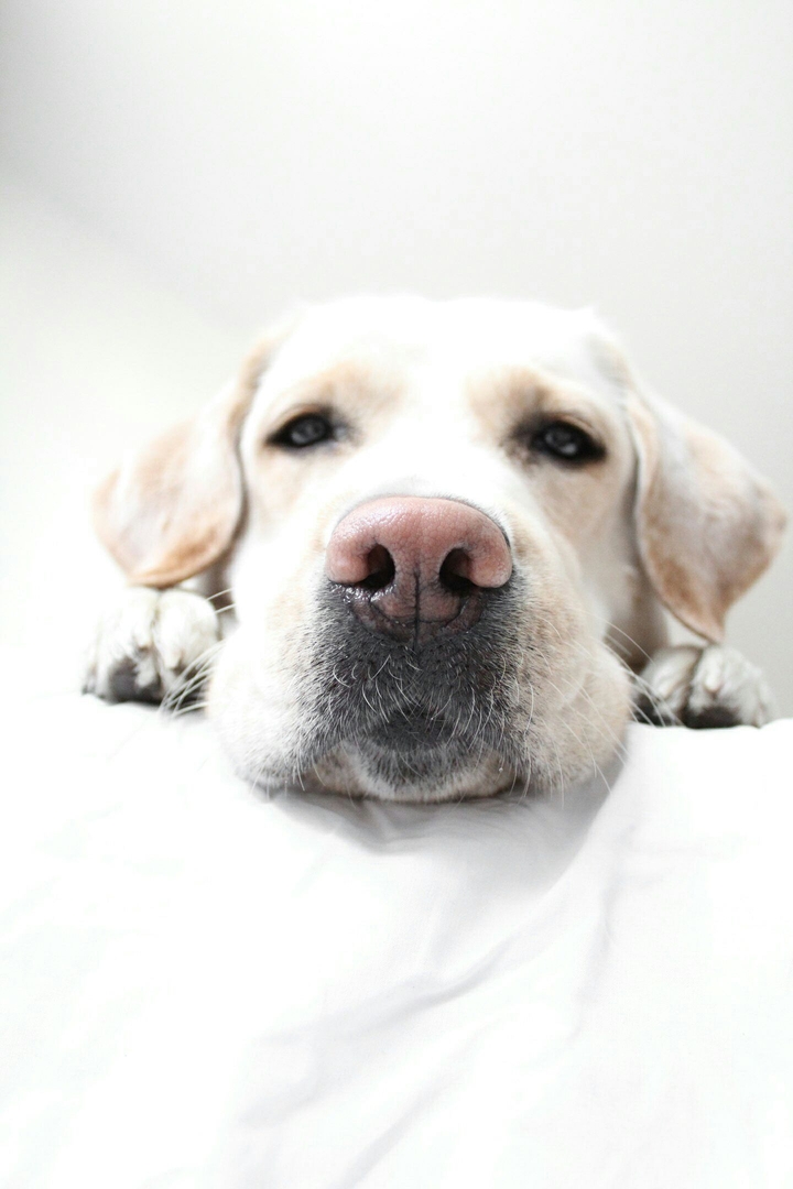 labrador_jessica