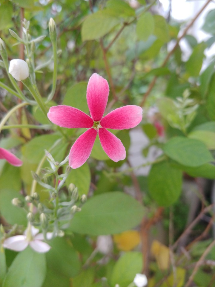 Pink Star
