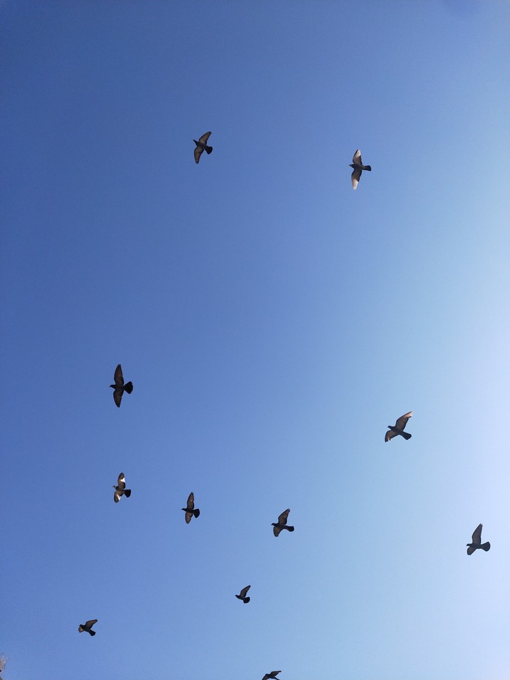 i want to fly with you, in the sky which is blue.