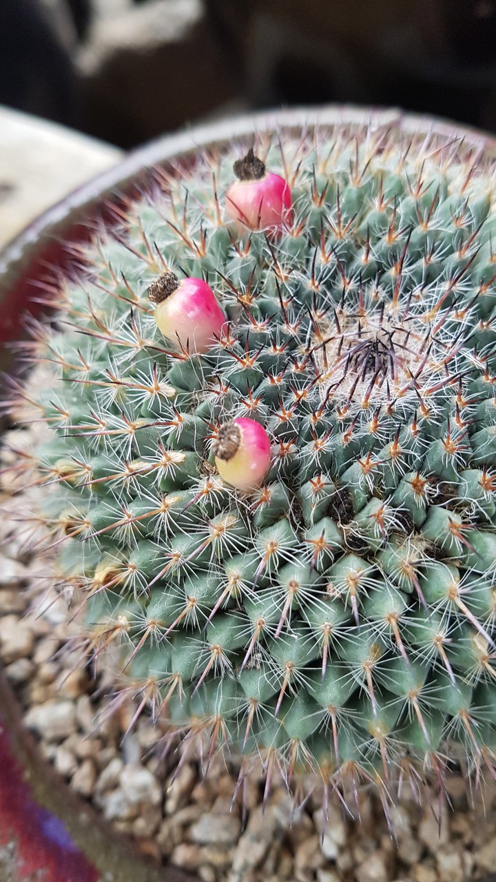 cactus
