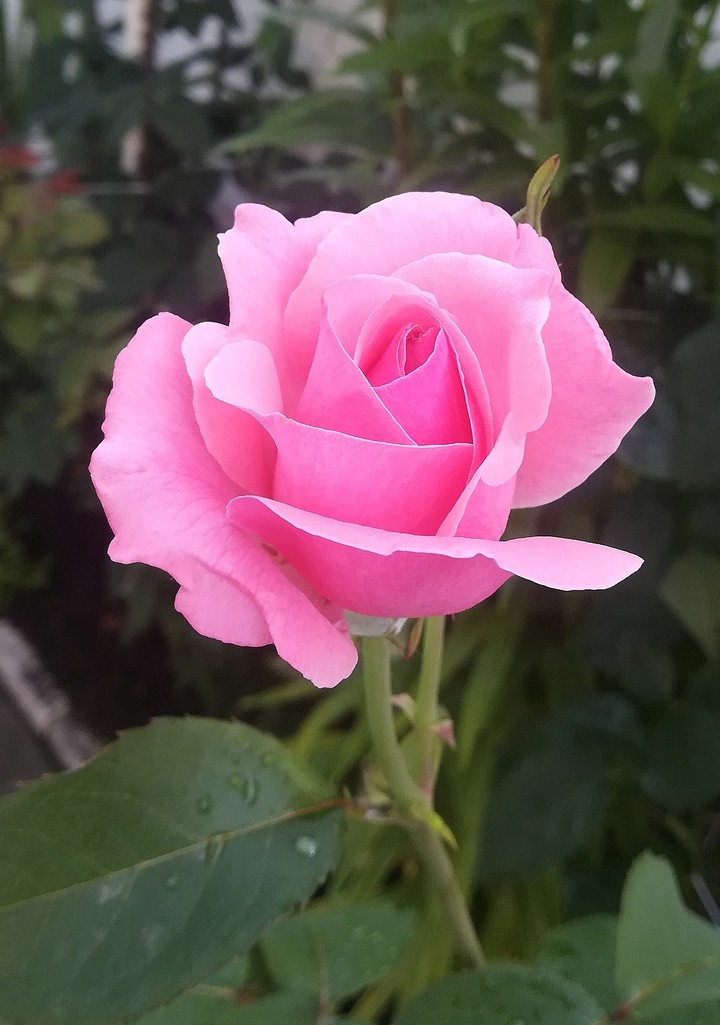 rose