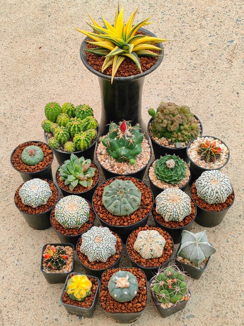 sfondi Cactus, pebble