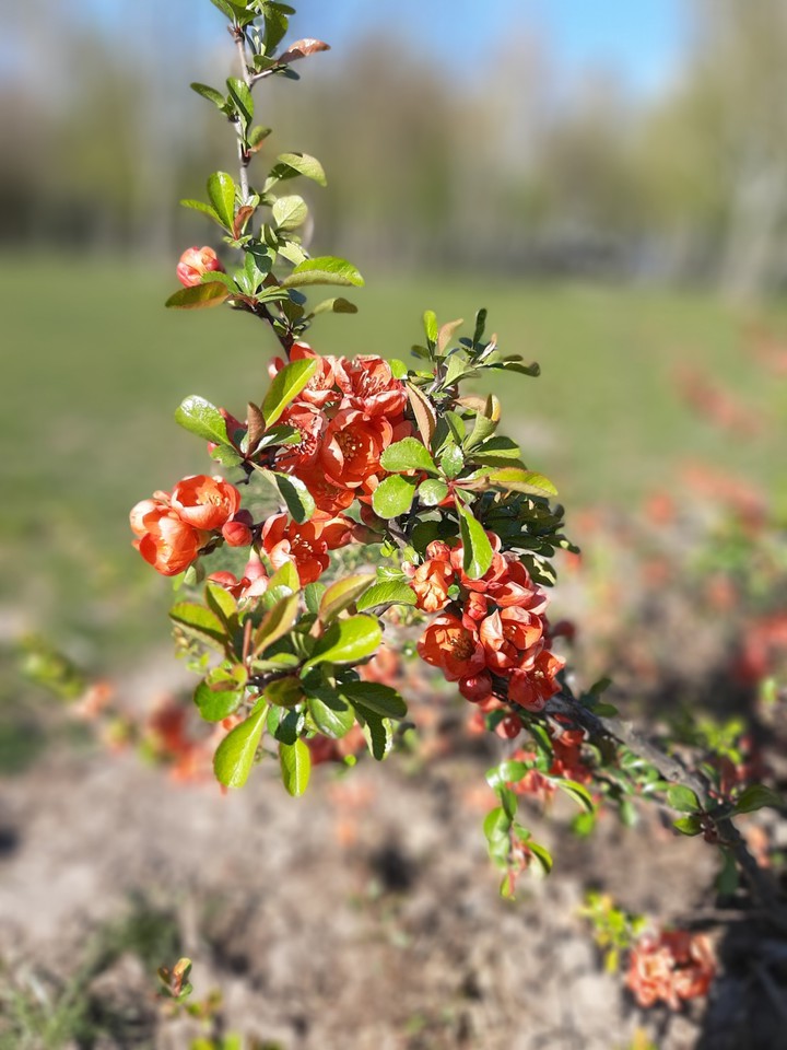 Spring blossom