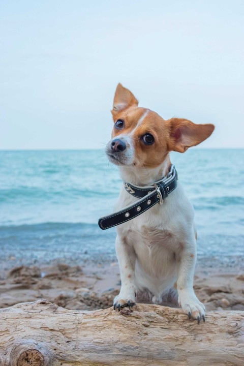 tapety canidae, dog