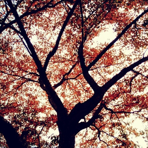 Cherry tree maple