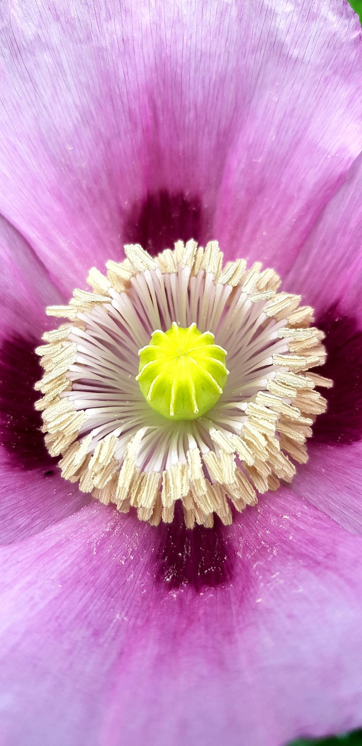 Mohn
