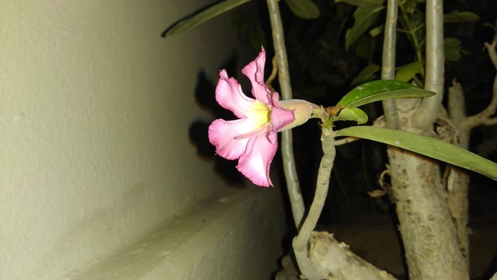 Night light flower
