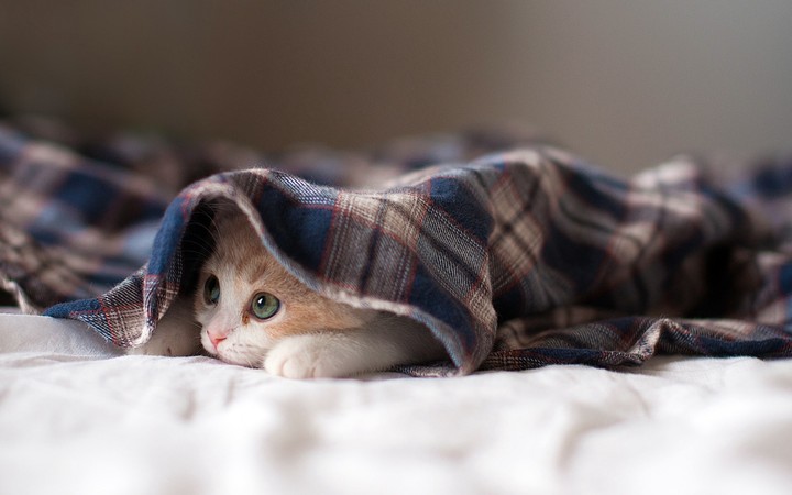 Kitten
