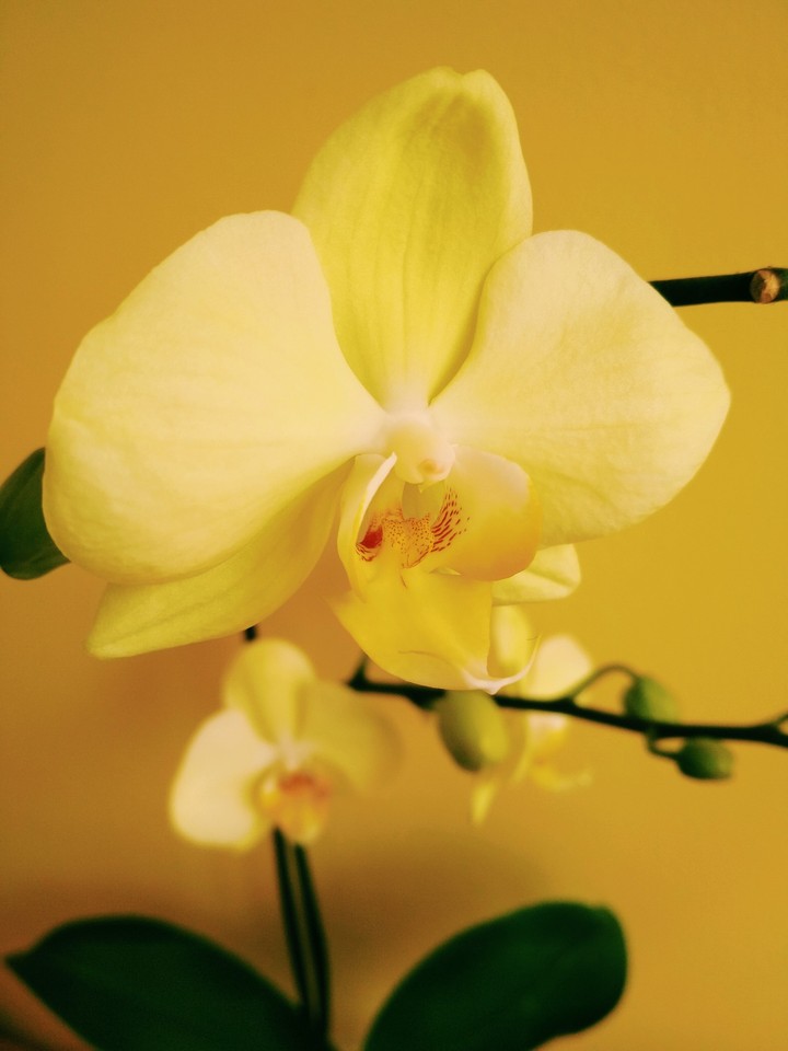 Yellow orchid / Жёлтая орхидея